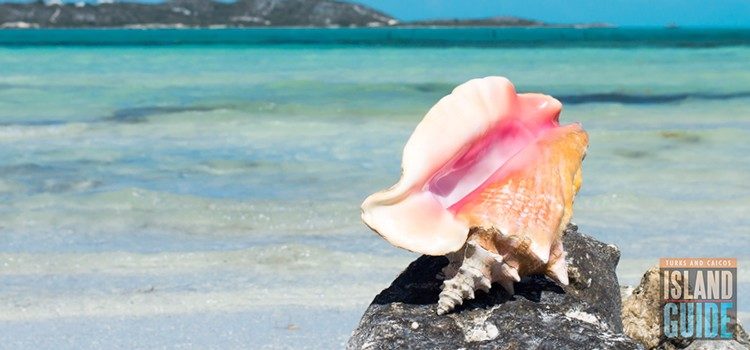 Caribbean-Queen-conch-11