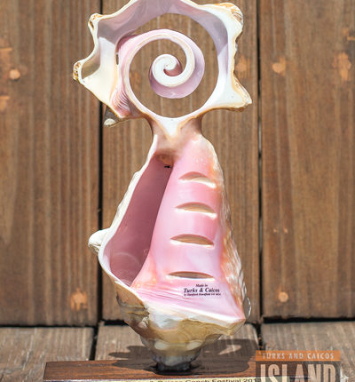 Caribbean-Queen-conch-pic-2