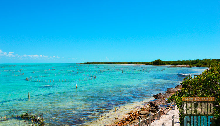 Caribbean-Queen-conch-pic-3